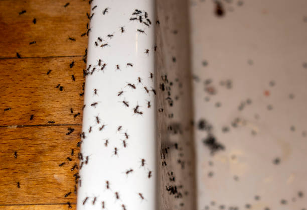 Best Termite Control Services  in New Milford, NJ