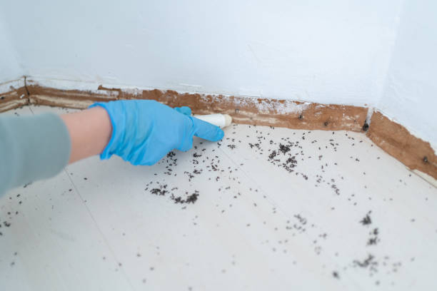 Best Residential Pest Control  in New Milford, NJ